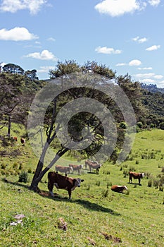 Cows grazing on a field, New Zealand