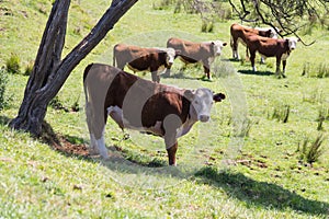 Cows grazing on a field, New Zealand