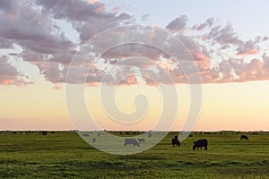Cows grazing in the field, in the Pampas plain,
