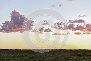 Cows grazing in the field, in the Pampas plain,