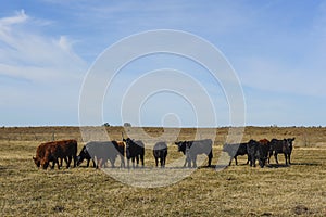 Cows grazing in the field, in the Pampas plain,
