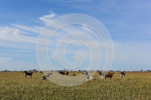 Cows grazing in the field, in the Pampas plain,