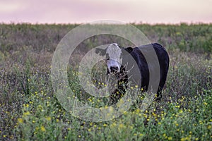 Cows grazing in the field, in the Pampas plain,