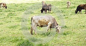 Cows grazing in the field in Sant MartÃÂ­ de Centelles, Barcelona photo