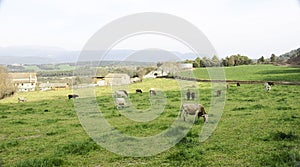 Cows grazing in the field in Sant MartÃÂ­ de Centelles, photo