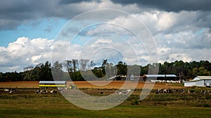 Cows grazing in a field on a stormy day with farm building and tractor with trailer in the background