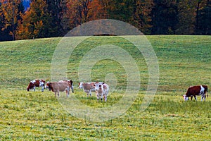 Cows grazing in the field at sunrise near Berchtesgaden town in the background with the Watzmann Mountains