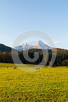 Cows grazing in the field at sunrise near Berchtesgaden town in the background with the Watzmann Mountains