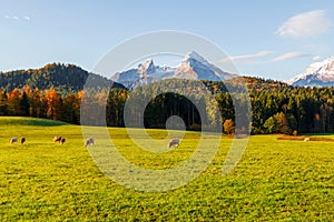 Cows grazing in the field at sunrise near Berchtesgaden town in the background with the Watzmann Mountains