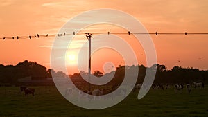 Cows grazing in a field at sunset and birds crows flying from overhead telephone or power wires or cables