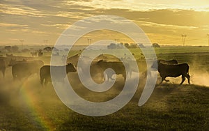 Cows grazing in the field at sunset, in the Pampas plain,