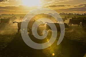 Cows grazing in the field at sunset, in the Pampas plain