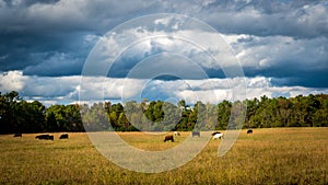 Cows grazing in a field under stormy skies with forest in the background