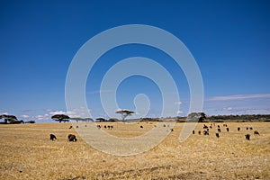 Cows Grazing Fields Meadows Kenyan Landscape Nature Grassland In Narok County Kenya East Africa