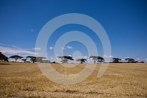 Cows Grazing Fields Meadows Kenyan Landscape Nature Grassland In Narok County Kenya East African