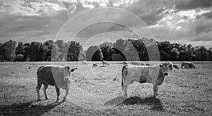 Cows grazing in the fields near Delden Overijssel, The Netherlands