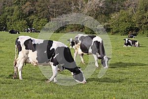 Cows grazing in fresh pastures