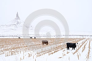 Cows grazing in front of Chimney Rock National Historic Site photo