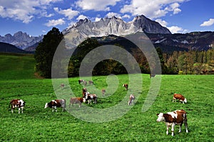 Cows grazing in front of the Wilder Kaiser Mountains in a sunny autumn day.