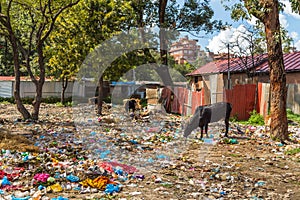 Cows grazing on a garbage damp