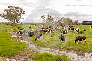 Cows grazing in the Gippsland district of rural Victoria. photo