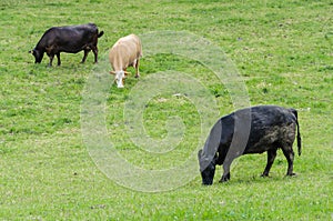 Cows grazing grass