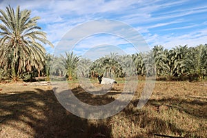 Cows grazing on the grass in Baharyia Oasis in Egypt