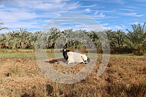 Cows grazing on the grass in Baharyia Oasis in Egypt