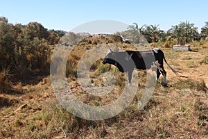 Cows grazing on the grass in Baharyia Oasis in Egypt