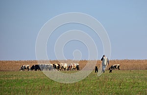 Cows grazing grass with cowherd photo