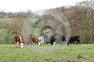 Cows grazing on a grass field