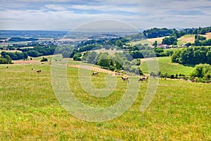 Cows grazing on grass field of lush farmland between trees in rural countryside. Bovine livestock eating grass on a