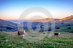 Cows grazing on the grass field of New Zealand