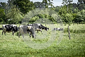 Cows grazing on the grass in the fields