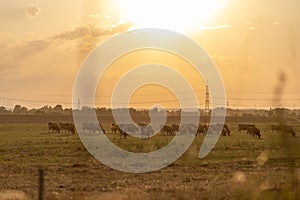 cows grazing in a grass meadow during misty sunrise morning in rural