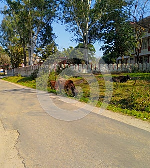 Cows grazing the grass beside road Nadaun Himachal Pradesh India photo