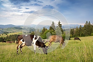 Cows grazing in a grassland in a mountainous area