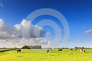 Cows grazing on a grassland in a typical dutch landscape