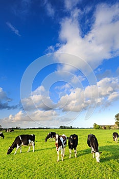 Cows grazing on a grassland in a typical dutch landscape