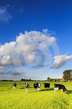 Cows grazing on a grassland in a typical dutch landscape
