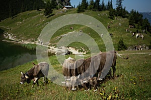 cows grazing on a grassy hillside