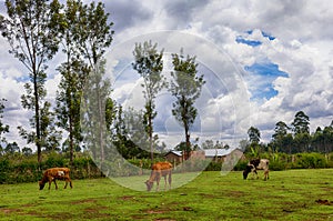 Cows grazing at a grassy meadow