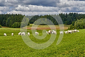 Cows grazing on a green field