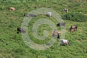 Cows grazing in green field