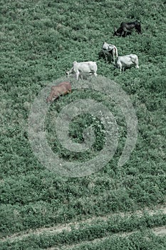 Cows grazing in green field