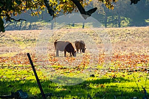 Cows grazing on a green field covered in fallen western sycamore leaves, Livermore, east San Francisco bay area, California