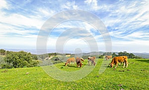 Cows grazing on green field with fresh grass under blue sky