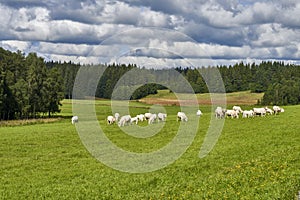 Cows grazing on a green field, Norway