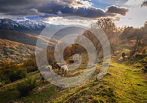 Cows grazing on a green field surrounded by mountains