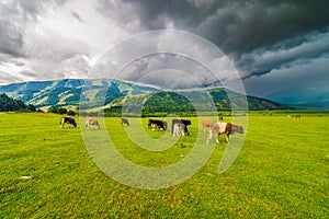 Cows grazing on green grass in mountainous natural landscape with cloudy sky